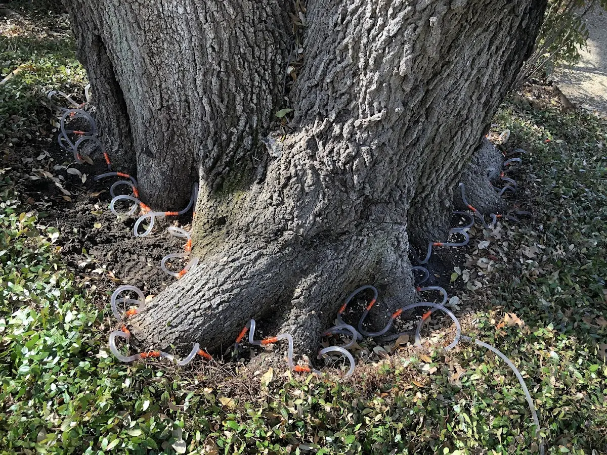 Detailed Tree Cabling and Bracing job site in Huttonsville